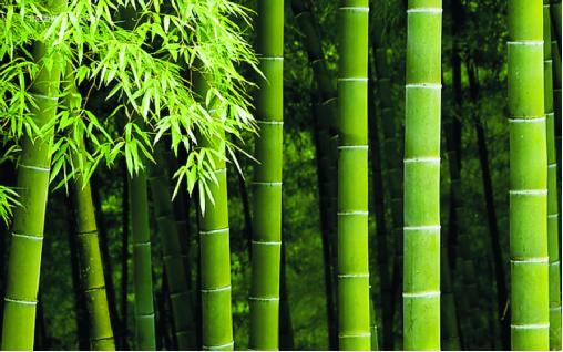 博詩曼衣柜：環保與品質雙誘惑打造甜蜜好婚房